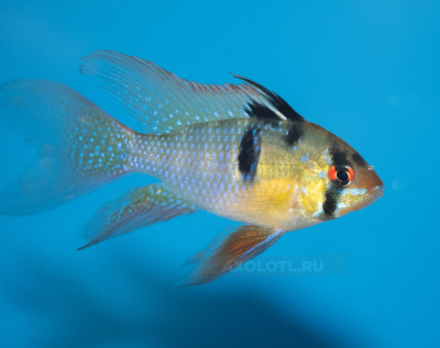 Апистограмма Рамирези Вуалевая Microgeophagus ramirezi