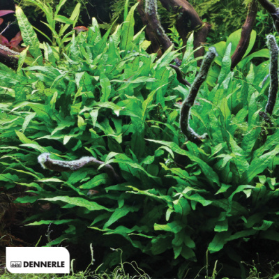 Микросорум Крыловидный Петит, в горшочке