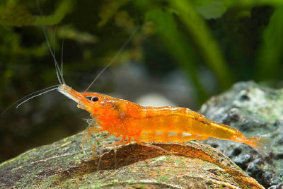 картинка Креветка Мандаринка от магазина