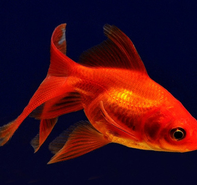 Риукин Красный (M) Carassius auratus