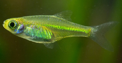 Расбора Куботаи  Microdevario kubotai
