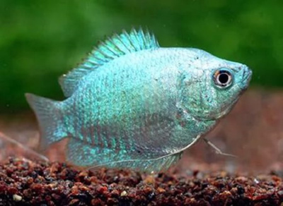 Лялиус (самки) Кобальтовые