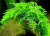 Мох Рождественский, 1 гр Christmas moss Мох Рождественский, 1 гр Christmas moss