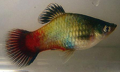 Пецилия Радужная