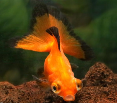 Телескоп Красный (L) Carassius auratus