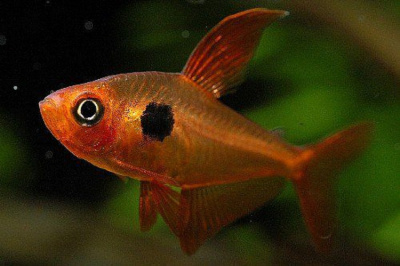 Фантом Красный Фантом Красный