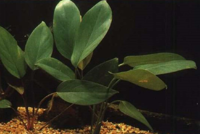 Аглаонема Зеленая, шт