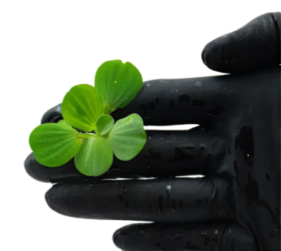 Пистия (Водяной салат), S