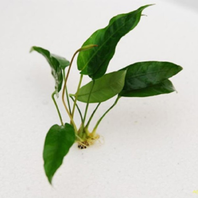 Анубиас Ассорти, шт