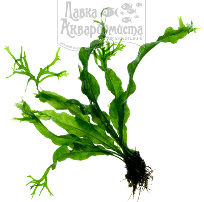 Папоротник Таиландский Винделова, шт