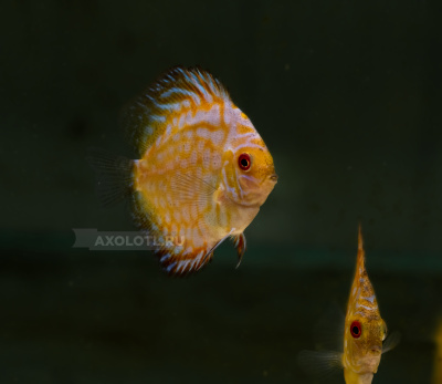 Дискус Пиджен классик Symphysodon