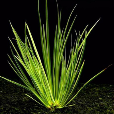 Акорус Зеленый, шт