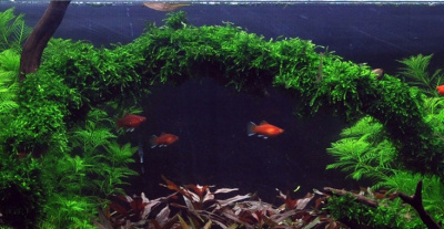 TROPICA Мох везикулария Випинг (меристемное растение)