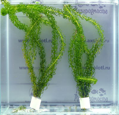 Лагаросифон Майор, с грузом