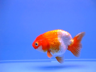 Ранчу Красно-Белый (M) Carassius auratus Ранчу Красно-Белый (M) Carassius auratus
