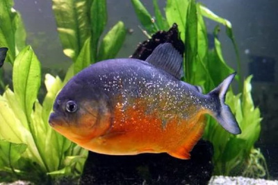 Пиранья Хищная Пиранья Хищная