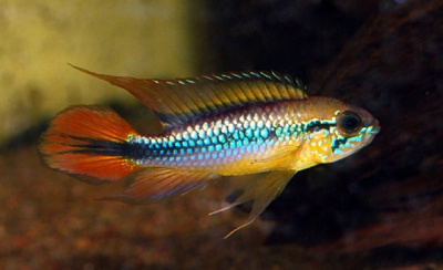 Апистограмма Агассица Голд Ред Apistogramma agassizii