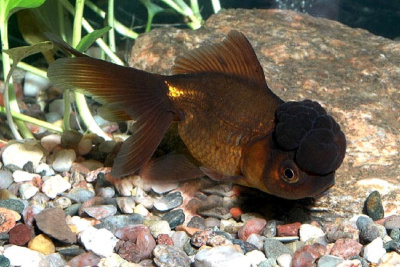 Оранда Шоколадная (SM) Carassius auratus