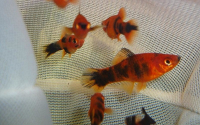 Меченосец Красный Тигровый Меченосец Красный Тигровый