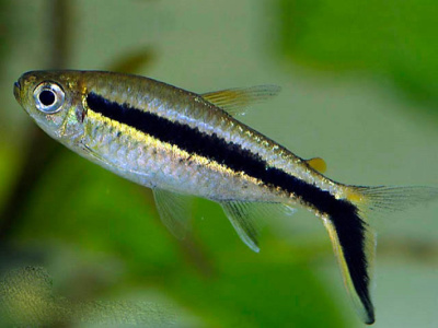 Тайерия Пингвин