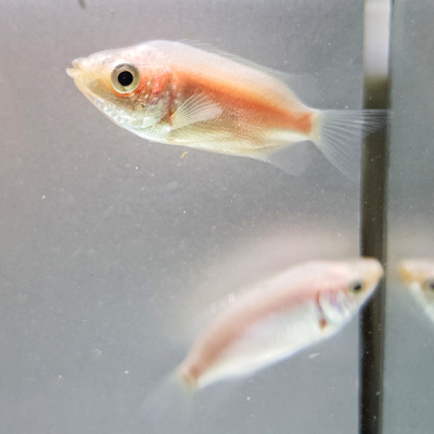 Гурами Целующийся розовый, M Helostoma temminckii