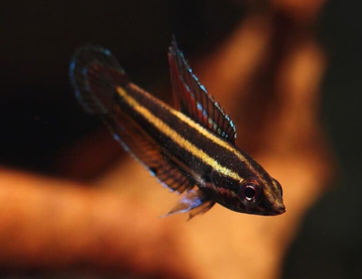 Гурами Лакричный (Дайсснера) Parosphromenus deissneri