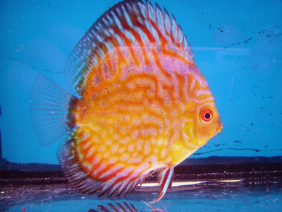 Дискус Пиджен Красная карта Symphysodon