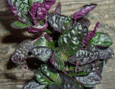 Хемиграфис Экзотика, шт