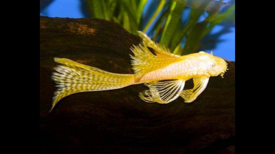 Анциструс Стрекоза Вуалевый Золотой Ancistrus sp,