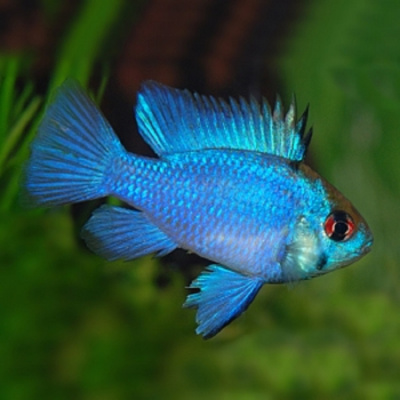 Апистограмма Рамирези Электрик Блю Microgeophagus ramirezi