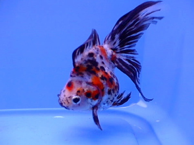 Риукин ситцевый (M) Carassius auratus