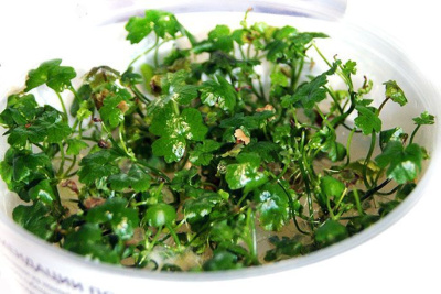Гидрокотила Трипартита (меристемное растение), ф60х40 мм