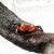 Краб Красный Дьявол Geosesarma sp. Red Devil Краб Красный Дьявол Geosesarma sp. Red Devil