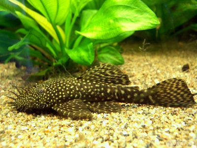 Анциструс, S Ancistrus sp,