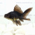 Телескоп Чёрный (SM)  Carassius auratus