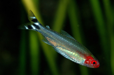 картинка Тетра родостомус, L от магазина