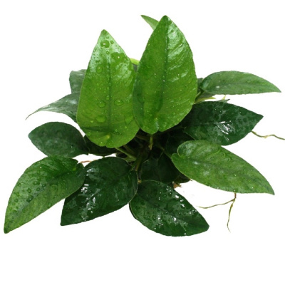 Анубиас Short & Sharp