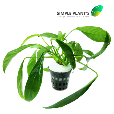 Анубиас Конгенсис 3 шт, в горшочке