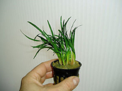 Офиопогон Японский Киото, шт Офиопогон Японский Киото, шт