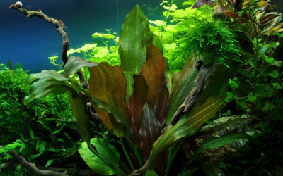 TROPICA Эхинодорус Рени, в блистере