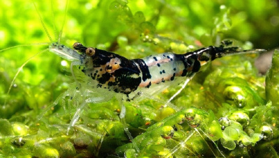 Креветка Рили Черная Neoncardina sp.