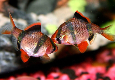 Барбус Суматранский Красный, M  Barbus tetrazona