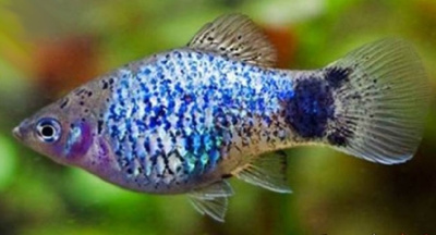 Пецилия Микки Маус Голубой Ситец