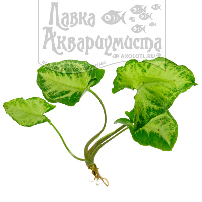 Сингониум Белая Бабочка, шт Syngonium White Butterfly