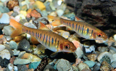 Барбус Ангольский Barbus barilioides Барбус Ангольский Barbus barilioides