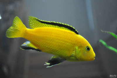 Лабидохромис Еллоу Labidochromis caeruleus