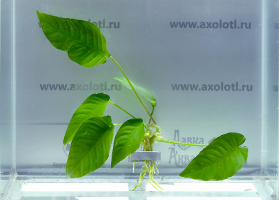 Анубиас Бартера Стрипед, шт