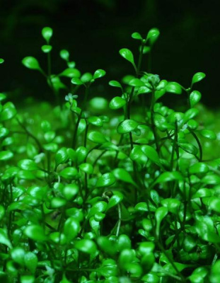 Глоссостигма, с грузом