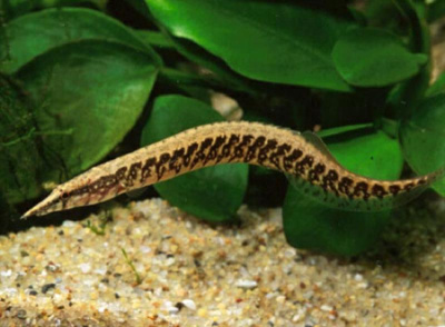 Угорь Макрогнатус Кофейный Macrognathus circumcinctus