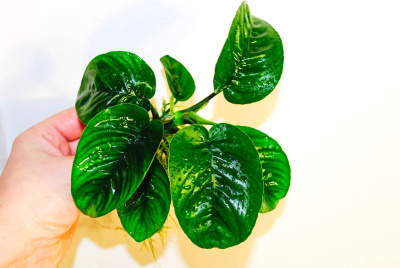 Анубиас Бартери Баттерфляй, в горшочке Анубиас Бартери Баттерфляй, в горшочке